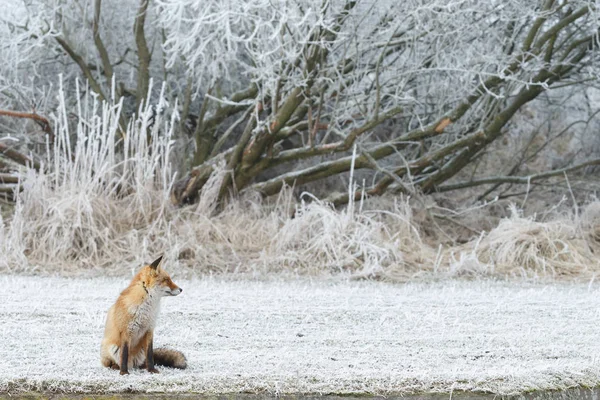 Zorro rojo en invierno — Foto de Stock