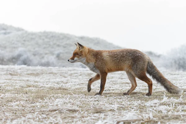 Κόκκινη αλεπού χειμώνα — Φωτογραφία Αρχείου