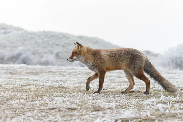 Raposa vermelha no inverno — Fotografia de Stock