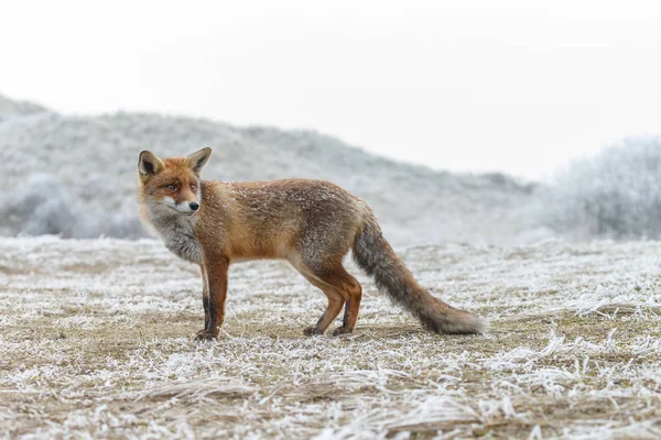 Raposa vermelha no inverno — Fotografia de Stock