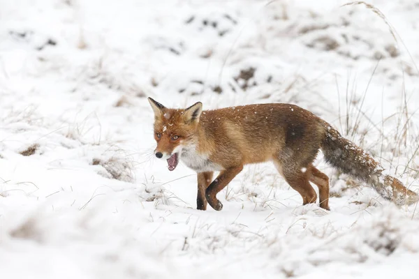 Volpe rossa in inverno — Foto Stock