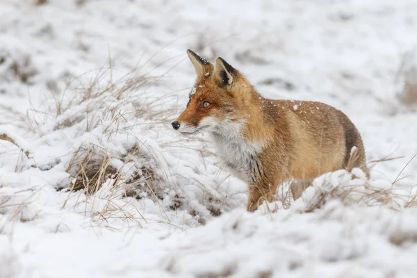 Red fox in wintertime — Stock Photo, Image