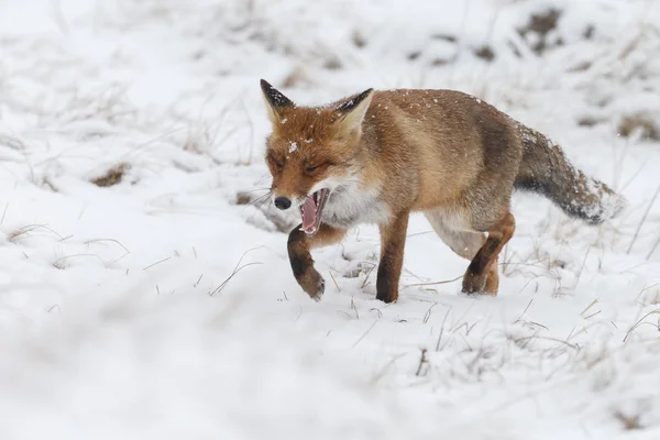 Red fox in wintertime — Stock Photo, Image