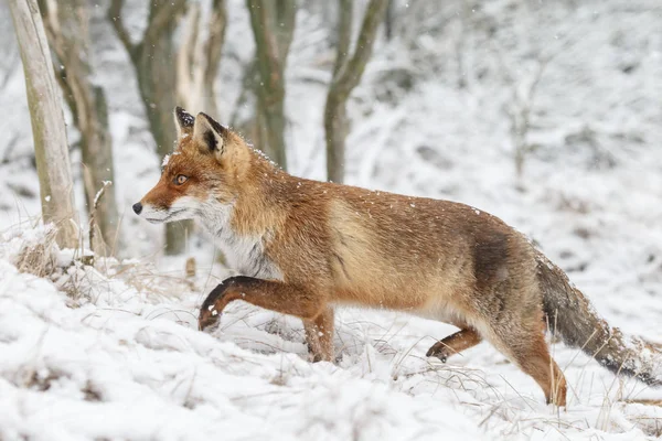 Raposa vermelha no inverno — Fotografia de Stock