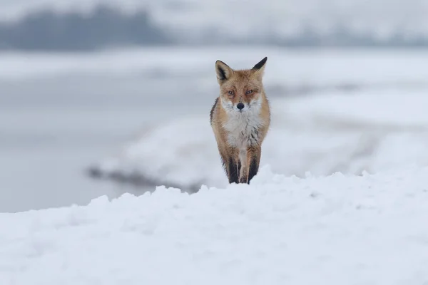 Rotfuchs im Winter — Stockfoto