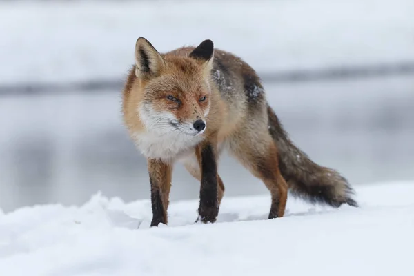 Kızıl Tilki kışın — Stok fotoğraf