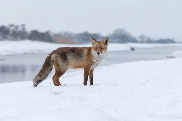 Raposa vermelha no inverno — Fotografia de Stock