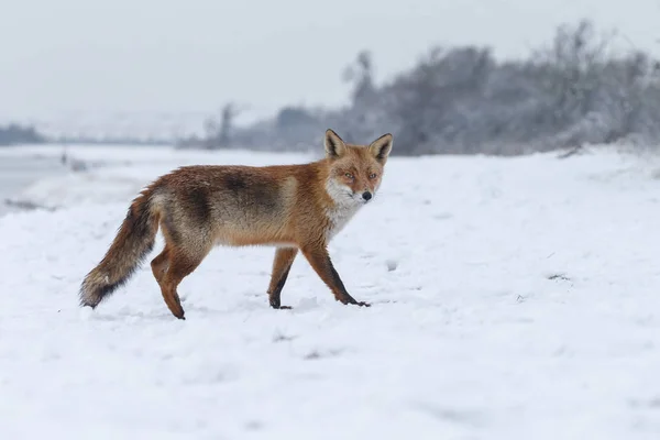 Volpe rossa in inverno — Foto Stock