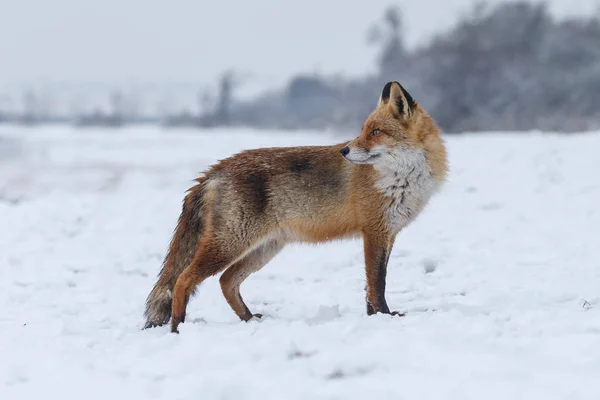 Κόκκινη αλεπού χειμώνα — Φωτογραφία Αρχείου