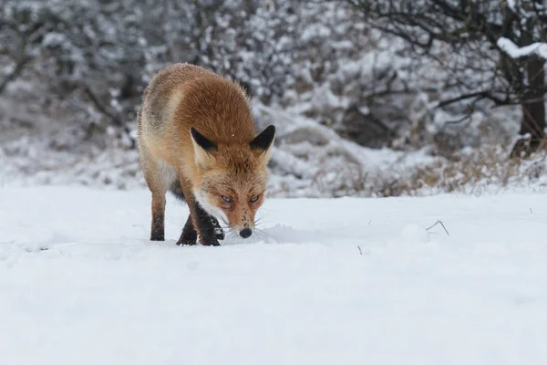 Red fox in de winter — Stockfoto