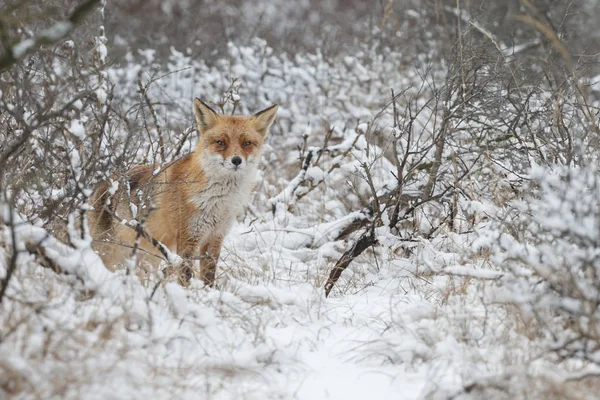 Zorro rojo en invierno — Foto de Stock