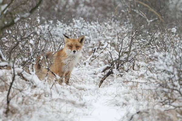 Red fox in wintertime — Stock Photo, Image
