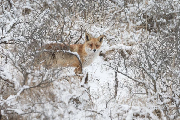 Zorro rojo en invierno — Foto de Stock