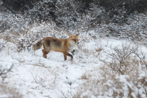 Raposa vermelha no inverno — Fotografia de Stock