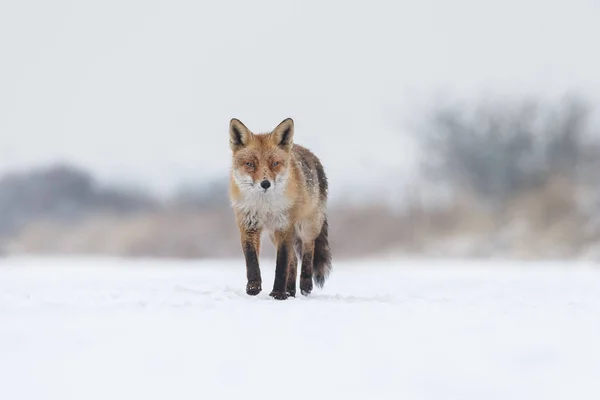 Volpe rossa in inverno — Foto Stock