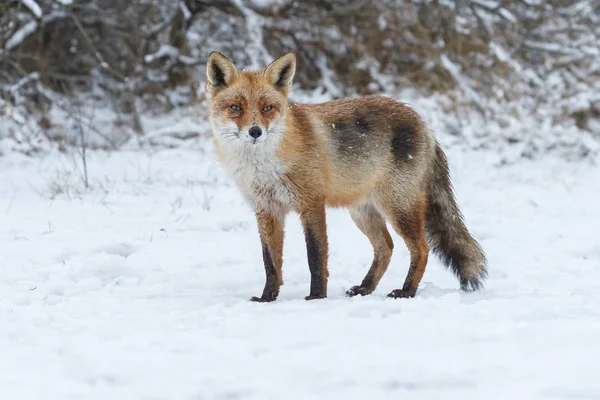 Червона лисиця взимку — стокове фото
