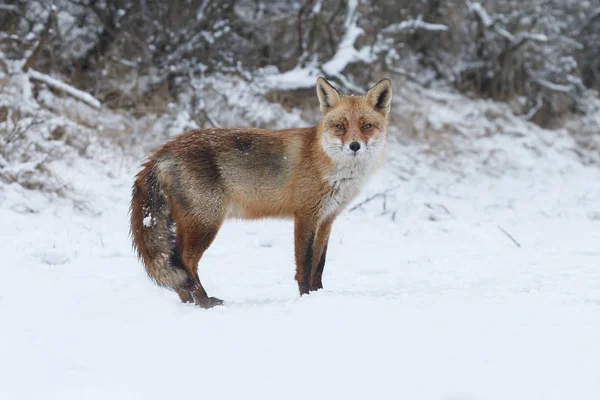 Raposa vermelha no inverno — Fotografia de Stock