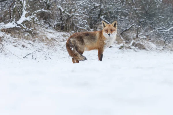 Red fox in wintertime — Stock Photo, Image