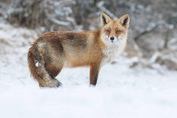 Zorro rojo en invierno —  Fotos de Stock