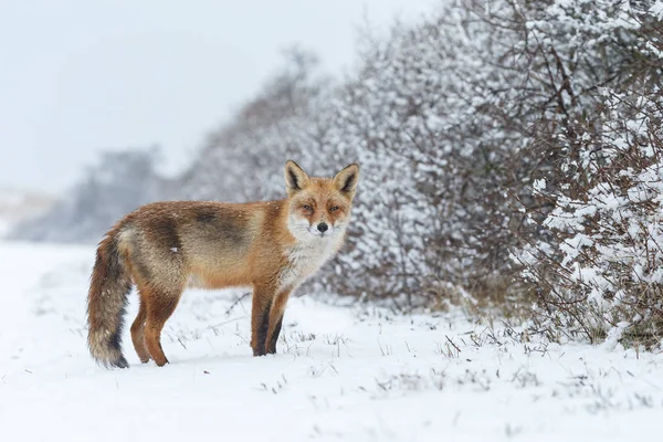 Raposa vermelha no inverno — Fotografia de Stock