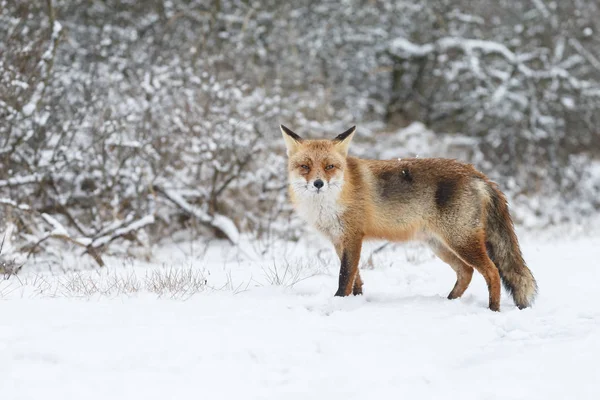 Volpe rossa in inverno — Foto Stock