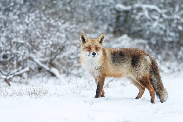 Vörös róka télen — Stock Fotó