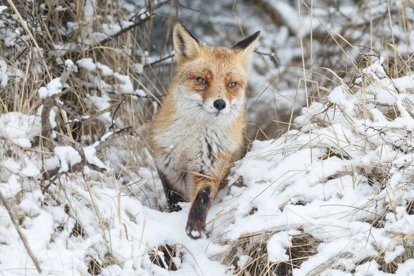 Raposa vermelha no inverno — Fotografia de Stock