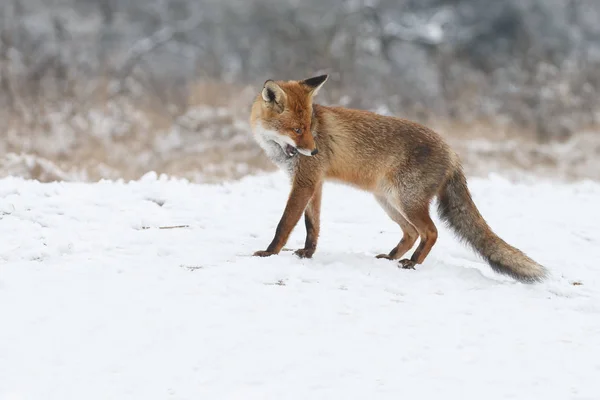 Red fox vintertid — Stockfoto