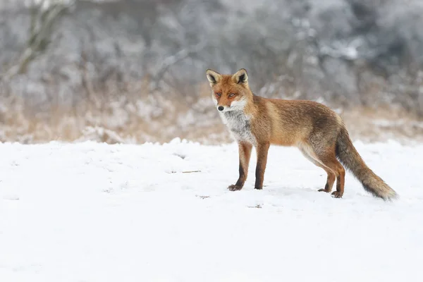 Raposa vermelha no inverno — Fotografia de Stock