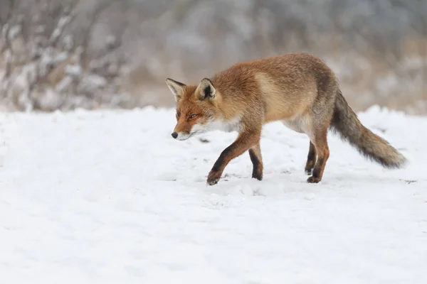 Red fox vintertid — Stockfoto