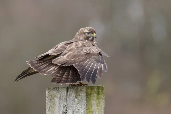 Europese Torenvalk — Stockfoto