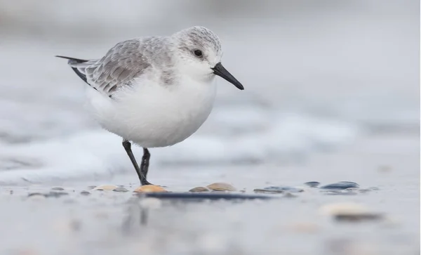 Ave europeia Sanderling (Calidris alba) — Fotografia de Stock