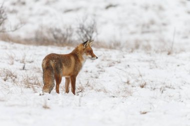 Kızıl Tilki kışın