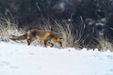 Kızıl Tilki kışın