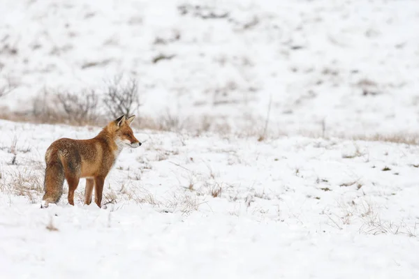Red fox w okresie zimowym — Zdjęcie stockowe