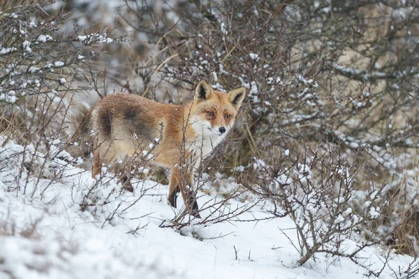 Червона лисиця взимку — стокове фото