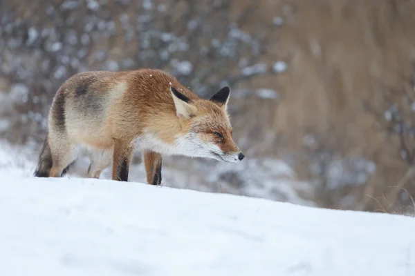 Volpe rossa in inverno — Foto Stock