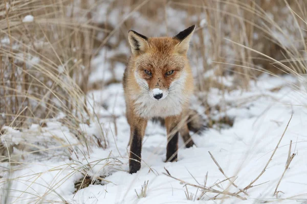 Raposa vermelha no inverno — Fotografia de Stock