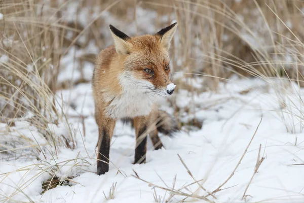 Red fox in wintertime — Stock Photo, Image