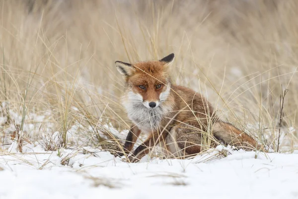 Red fox in de winter — Stockfoto