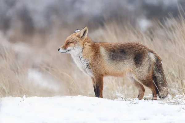 冬季的赤狐 — 图库照片