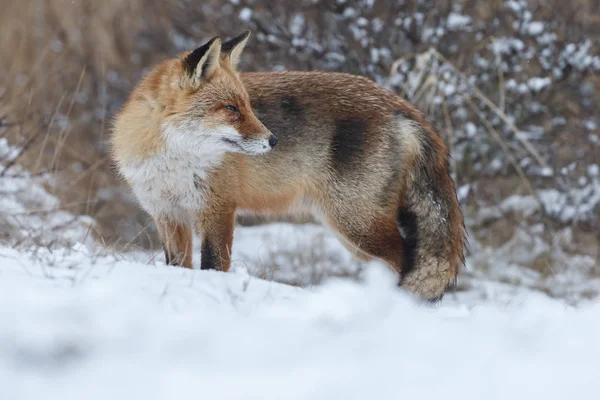 Raposa vermelha no inverno — Fotografia de Stock