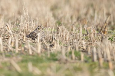 Kısa kulaklı baykuş güzel güneş ışığı altında 