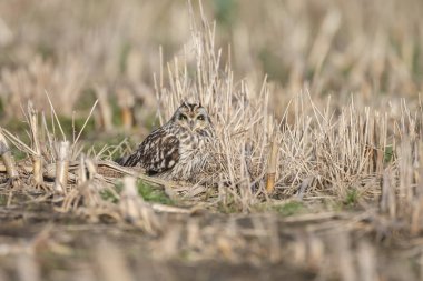Kısa kulaklı baykuş güzel güneş ışığı altında 