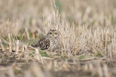 Kısa kulaklı baykuş güzel güneş ışığı altında 