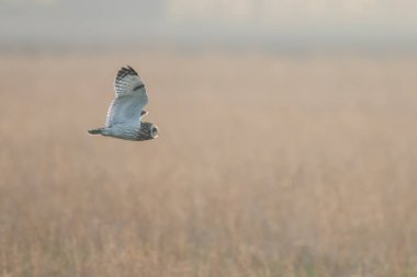 Kısa kulaklı baykuş uçuş