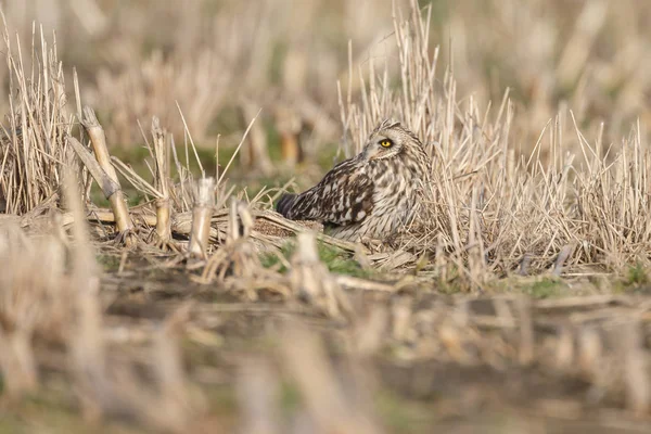 Krótki eared owl w ładny światło słoneczne — Zdjęcie stockowe