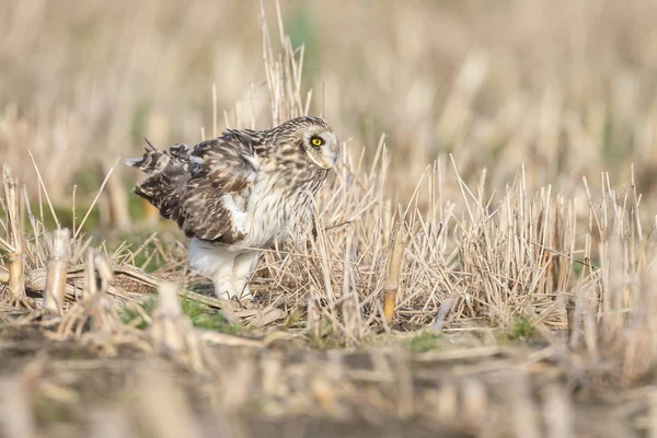 Korte eared owl in mooie zonlicht — Stockfoto