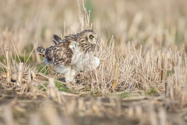 Short eared owl in nice sunlight — Stock Photo, Image