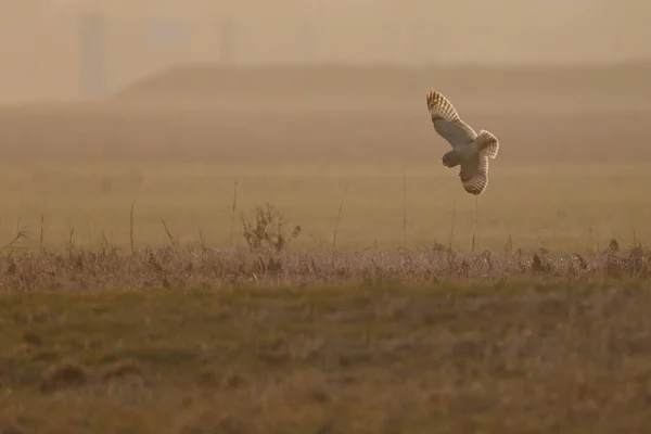 Krátké ušatý v letu — Stock fotografie